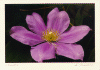 flower3.gif (141016 bytes)